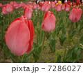 チューリップ 7286027