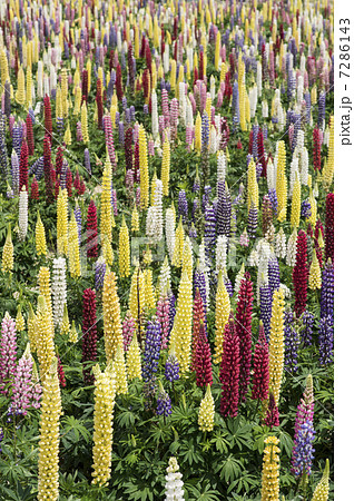 ルピナス ルピナス 7286143