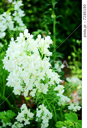 リナリア 白 花言葉 私の恋を知ってください Linaria Spurred Snapdragonの写真素材