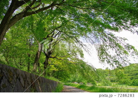 5月葉　イロハモミジ・カエデ科230新緑のトンネル 7286283