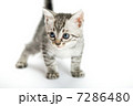 子猫 7286480