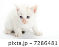 子猫 7286481