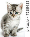 子猫 7286483