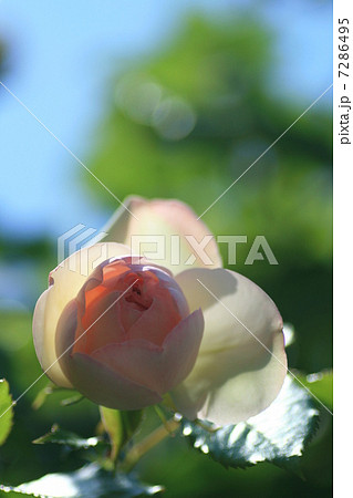 マダムピエールオジェ 7286495