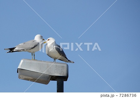 かもめ かもめ 7286736