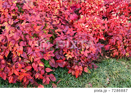 オタフクナンテン 紅葉 の写真素材