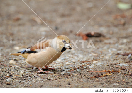 地面のシメ 7287028