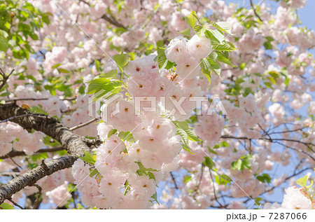 桜　一葉 7287066