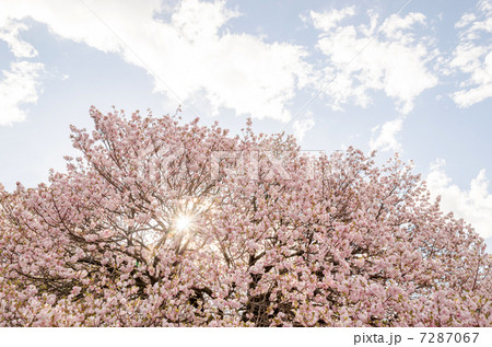 桜 7287067