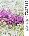 桜草 7287112