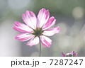 コスモス 7287247
