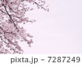 さくら 7287249