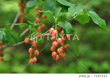 ベニドウダン 7287432