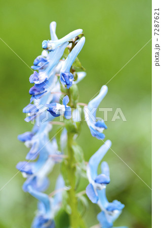 エゾエンゴサク 7287621