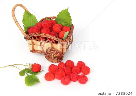 野イチゴ 野イチゴ 7288024