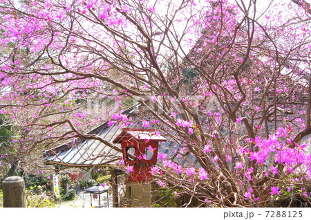 ミツバツツジ 不動寺 ミヤマツツジの写真素材