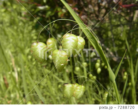 コバンソウ 7288720
