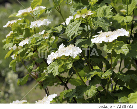 肝木 肝木 7288732