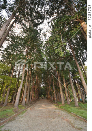 那須塩原市　杉並木 7288738