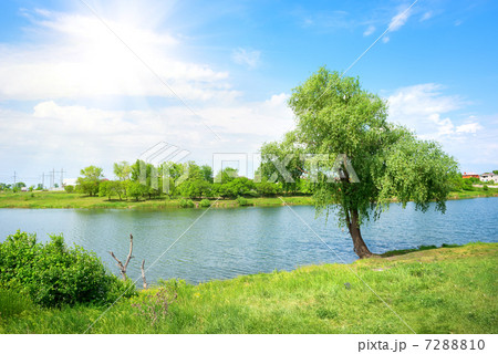 Tree and lake 7288810