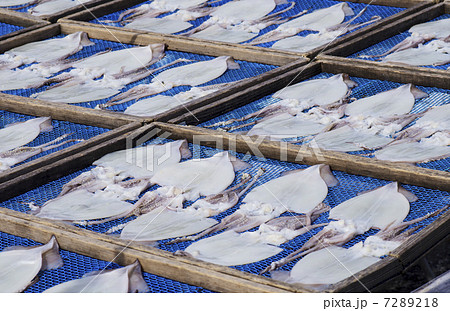 イカの一夜干し 天日干しされたイカ 海産物 イメージ素材 イカの一夜干し 天日干しされたイカ 海産物 イメージ素材 7289218