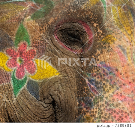 Colourful elephant in Jaipur, Rajasthan, India 7289381