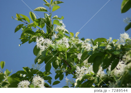 一つ葉たご ヒトツバタゴ ナンジャモンジャノキ Chionanthus retusa 7289544
