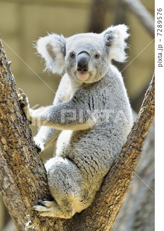 コアラ 7289576