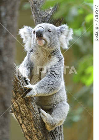 コアラ コアラ 7289577
