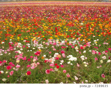 花の絨毯 7289635