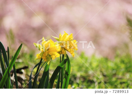 水仙と枝垂れ桜 7289913