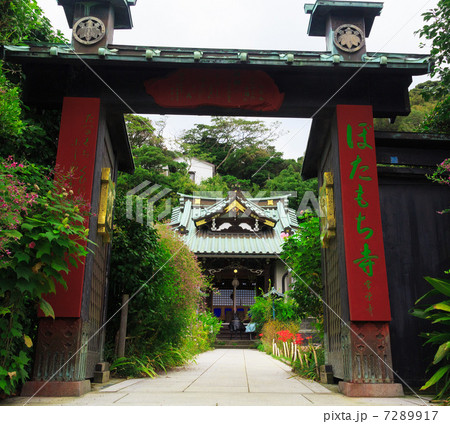 夏のぼたもち寺　鎌倉 7289917