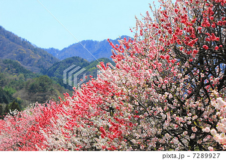 月川温泉郷の花桃 7289927