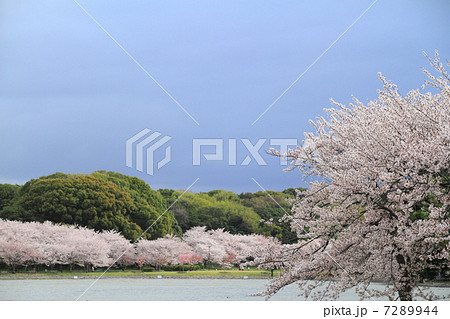 明石公園の桜 7289944