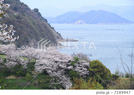 赤穂御崎の桜 7289947