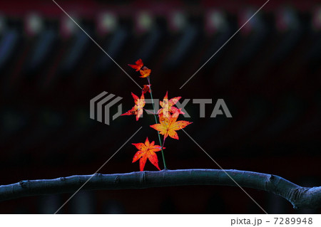 一枝の紅葉 7289948