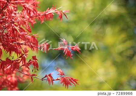 もみじの新芽 赤の写真素材