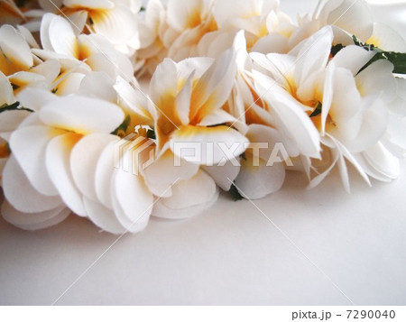 フラ／フラワーレイ 7290040