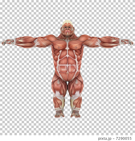 大猩猩 大猩猩 7290055