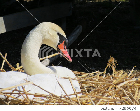 卵を温める白鳥の写真素材