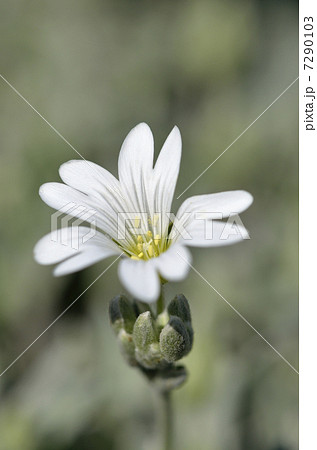 ナツユキソウ（夏雪草） 7290103