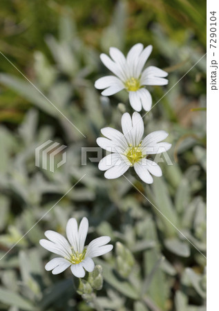 ナツユキソウ(夏雪草) ナツユキソウ(夏雪草) 7290104