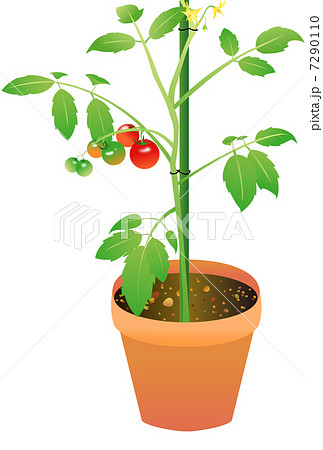 トマトの苗のイラスト素材