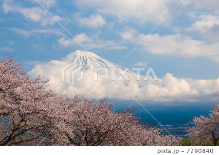 雁堤の桜と富士山 7290840