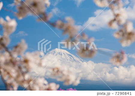 雁堤の桜と富士山 雁堤の桜と富士山 7290841
