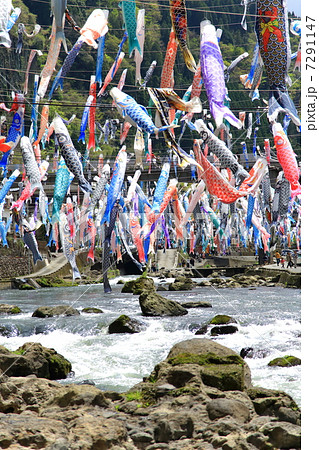 杖立の鯉のぼり 7291147