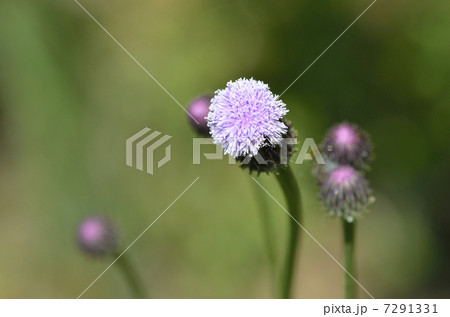 キツネアザミ（狐薊）の花 7291331