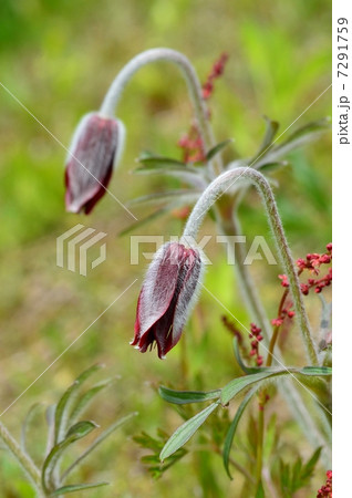 オキナグサ オキナグサ 7291759