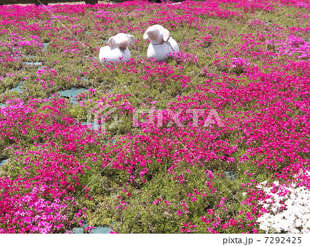 花のじゅうたん 7292425