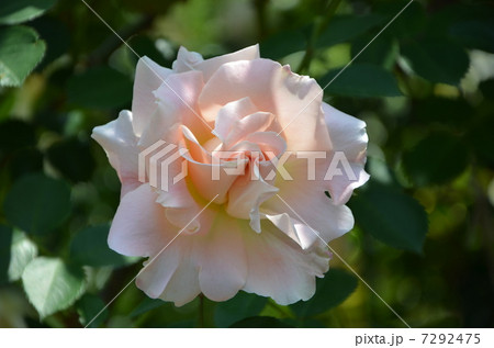 モダンローズ　ロココ 7292475